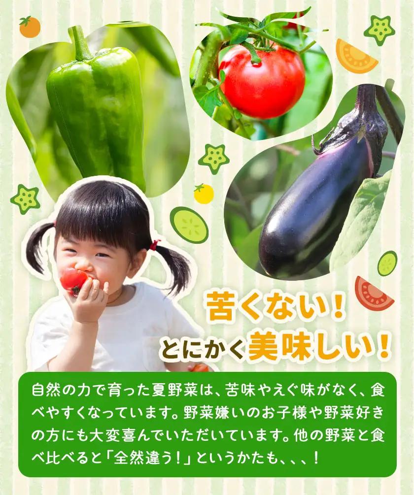 旬 の 夏野菜 セット 3～5種類  浦西自然農園 野菜