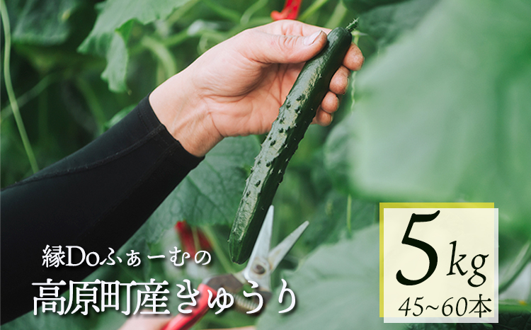 宮崎県高原町産きゅうり5kg（45～60本）　[国産 九州産 サラダ お料理 ワンストップオンライン 10000円] TF0906ｰP00082