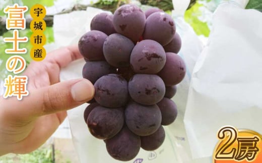 先行予約 富士の輝 2房（約500g×2）計約1kg【清水果樹園】【2025年8月発送予定】 シャインマスカット マスカット