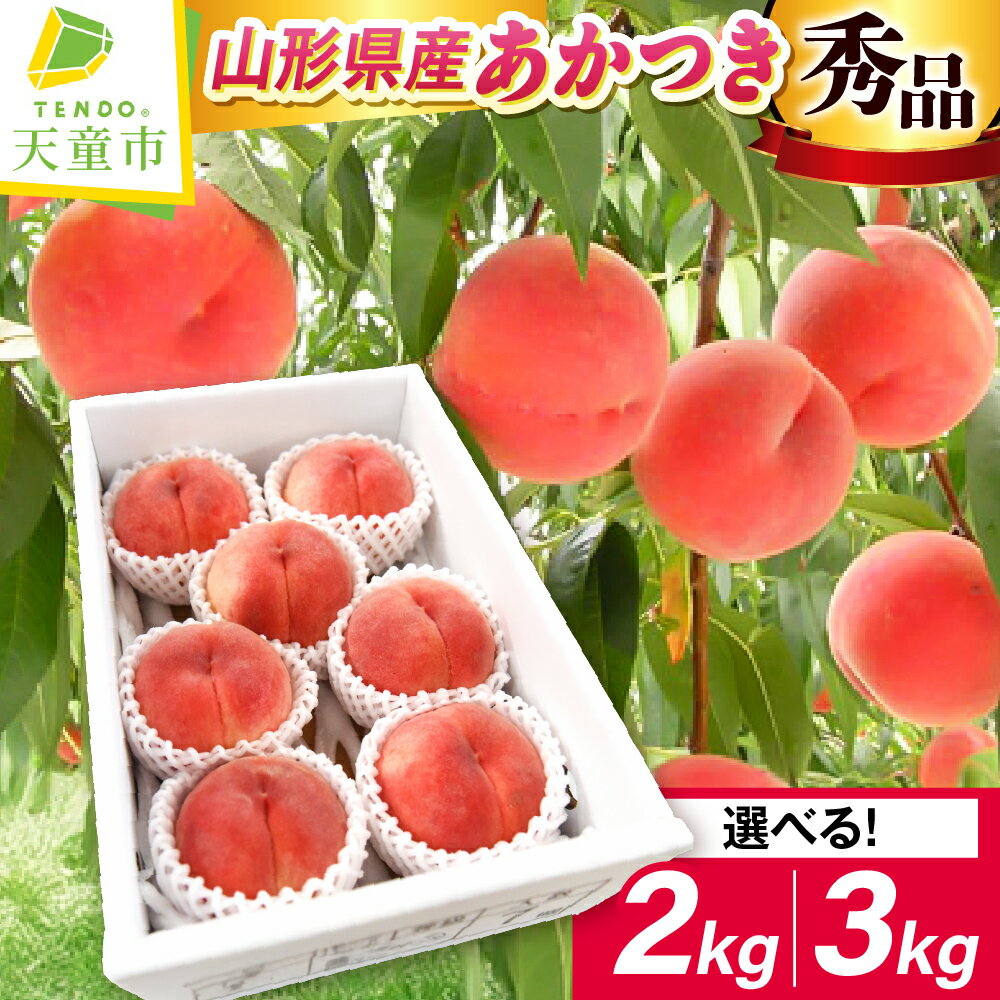 【ふるさと納税】 もも ( あかつき ) 2kg / 3kg 山形県産 桃 白桃 果物 フルーツ 秀品 大玉 糖度13度以上 2kg 6〜8玉 / 3kg 8〜12玉 のし 贈答 ギフト おすそ分け 旬 夏 秋 期間限定 冷蔵便 送料無料 先行予約 【 山形県 天童市 】
