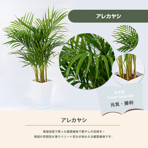 3月下旬～発送【観葉植物】アレカヤシ60cm～80cm(Green Base/017-1366) 南国鹿児島県で育った 観葉植物！植物 鉢付 インテリア 室内 オフィス おしゃれ プレゼント ギフト 
