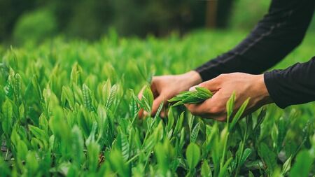 シングルオリジン手摘みのお茶 中井侍銘茶1袋(45g)
