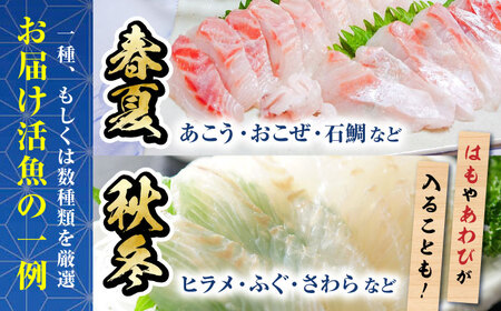 ＼レビューキャンペーン中／魚のプロが厳選した瀬戸内の旬の味！何が届くのかはお楽しみ♪「天然活魚おまかせセット」約3人前　愛媛県大洲市/天然活魚　濱　屋[AGBP008]魚介類海鮮鮮魚魚介類海鮮鮮魚魚介