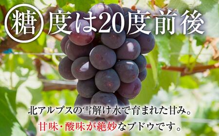 【先行予約】2025　P　ピオーネ　粒採り6パック　約1キロ　【10月初旬頃～順次発送予定】　長野県産　国際特許有機肥料栽培