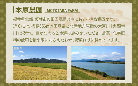 【先行予約】【令和8年産・新米】【玄米10kg×1袋】福井県産 コシヒカリ10kg 【2026年10月上旬以降順次発送】 [B-8918_02]