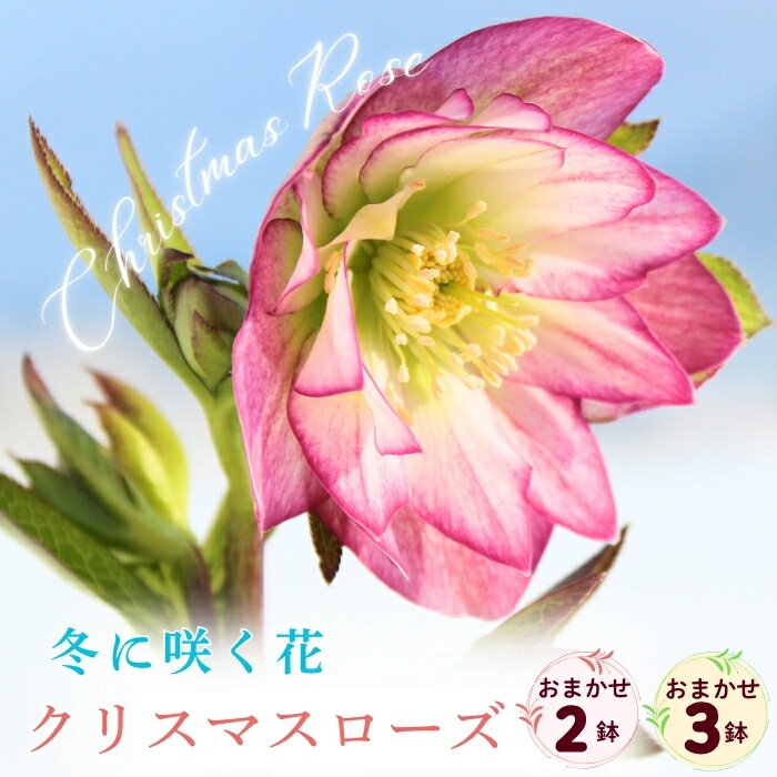 【ふるさと納税】【期間限定】冬に咲く『 クリスマスローズ 』選べる 2鉢 3鉢《2026年月2月中旬以降に発送予定》（7-A40-1-2）花 フラワー 期間限定 クリスマス 冬 プレゼント ギフト 記念日 記念品