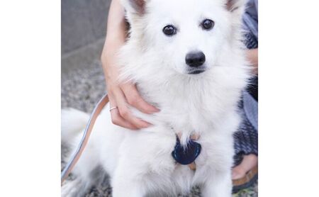本革スライドコントロールハーネス（超小型～中型犬まで使えます） イエロー