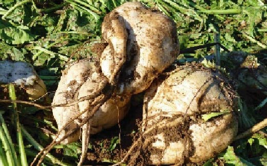 甜菜（てんさい）糖を使用していますので、上白糖などの精製糖を控えている健康志向の方にもおススメです。