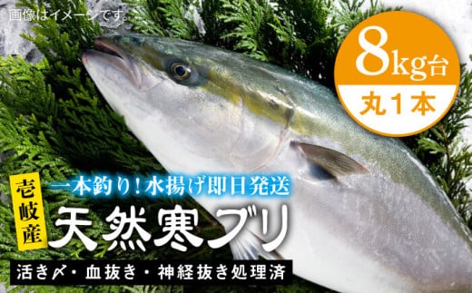 壱岐島産天然寒ブリ（8キロ台・丸もの） 《壱岐市》【壱岐島　玄海屋】[JBS005] ぶり 寒ぶり ブリ 魚 刺身 しゃぶしゃぶ 92000 92000円