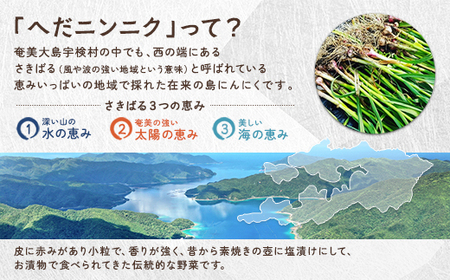【先行予約】【2026年5～6月頃順次発送予定】ざくざく島ニンニク 2個セット 油漬け 無農薬 辛口 スタミナ 国産 宇検村 数量限定 期間限定 奄美大島 鹿児島県 送料無料