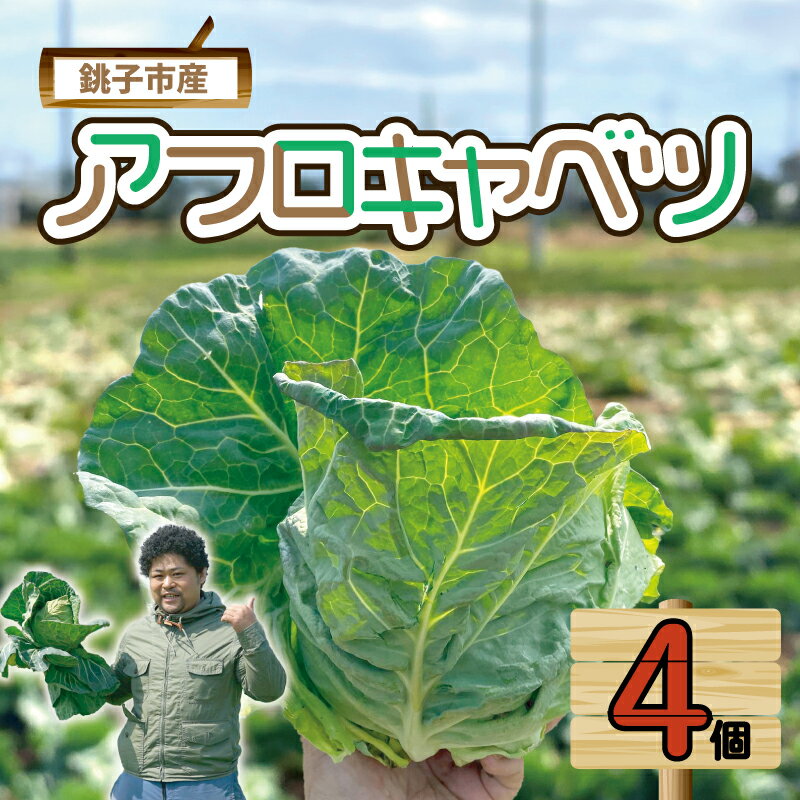 【ふるさと納税】 【先行予約】 キャベツ アフロキャベツ 4玉 （2026年1月～6月配送） 野菜 銚子産 千葉県産 春キャベツ 生産量 1位 旬の野菜 旬の味覚 甘い 生野菜 サラダ 野菜炒め 回鍋肉 ロールキャベツ 焼きそば お好み焼き しゃぶしゃぶ 千葉県 銚子市 くるくるやっほー