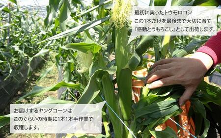 数量限定 ヒゲまで美味しい 皮つき ヤングコーン 30本 ★2024年4月下旬以降発送★ ベビーコーン | 期間限定 ヤングコーン 野菜 鹿児島県産 ゴールドラッシュ ヤングコーン ベビーコーン