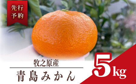 青島 みかん 5kg オレンジ みかん