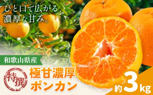 特撰 極甘 和歌山県産 濃厚 ポンカン 約3kg 有田マルシェ《1月中旬-2月下旬頃発送予定》和歌山県 日高町 国産 ぽんかん 柑橘 果物 フルーツ ギフト 送料無料