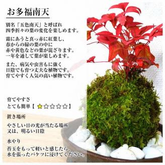 天然苔専門店 弥栄苔 選べる縁起物苔玉（２個セット） 観葉植物 こけ玉 長寿梅 南天 ガジュマル 盆栽 苔盆栽 天然 ハイゴケ 敬老の日 【1315】