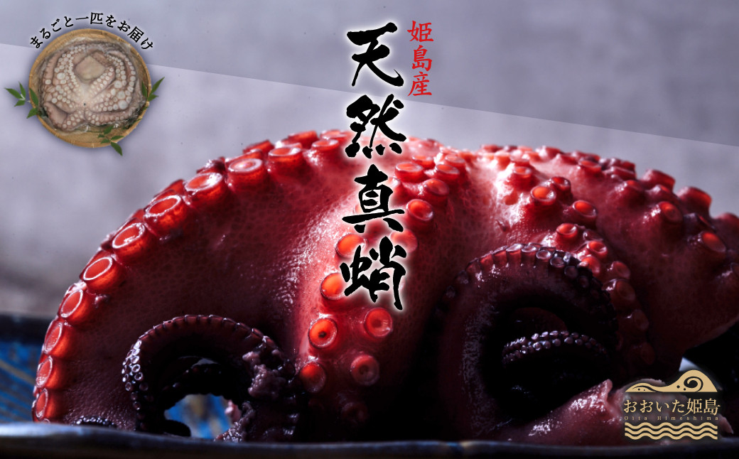 
                  姫島産 訳あり 天然真蛸 1匹 C14 
                