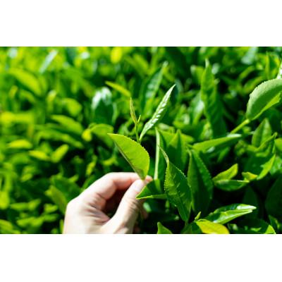 ふるさと納税 内子町 【有機和紅茶】べにふうき和紅茶&緑茶お試しセット |  | 01