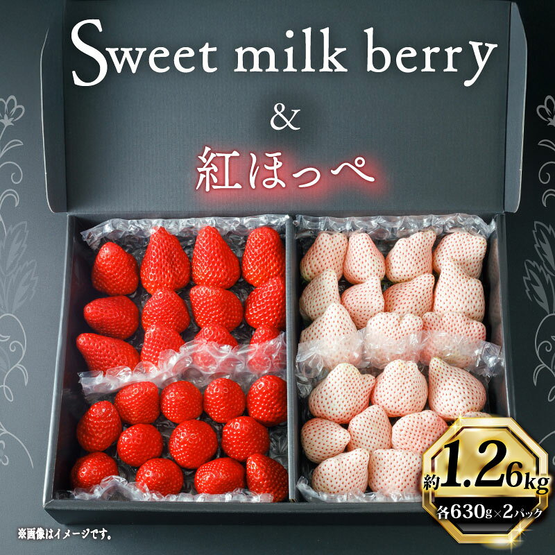 【ふるさと納税】 高級 紅白 いちご 直詰め セット 白いちご Sweet milk berry 630g以上 紅ほっぺ 630g以上 フルーツ 果物 苺 イチゴ ストロベリー ギフト プレゼント 贈り物 スイーツ デザート おやつ 牧之原市 静岡県
