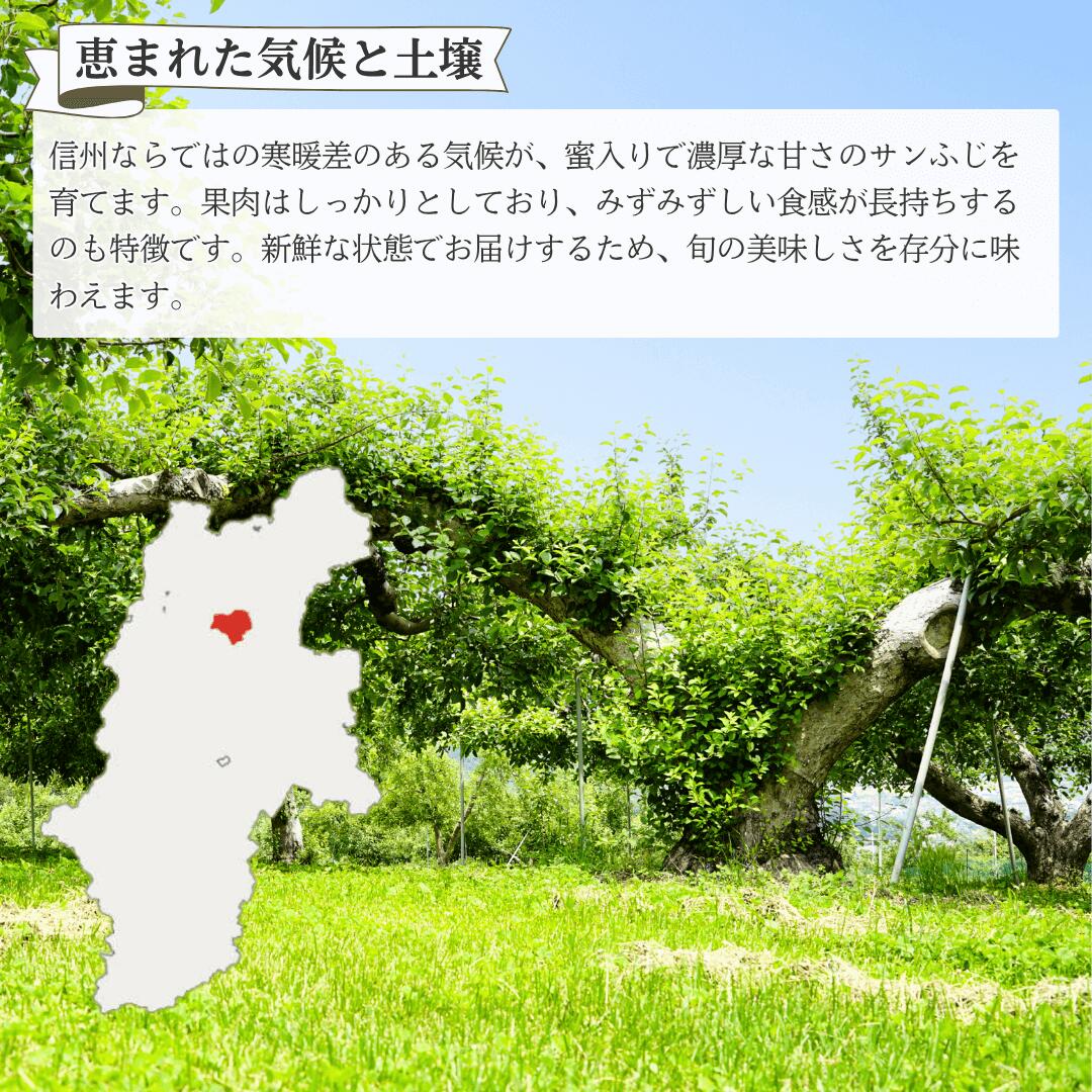 【ふるさと納税】【2025年先行予約】りんご サンふじ 約3kg / 5kg / 10kg ＜中島農園＞ ｜ さんふじ フルーツ 果物 産地直送 信州りんご 千曲市 長野県産 信州