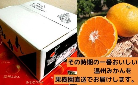 フジカワ温州みかん 約10kg