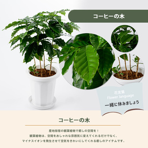 4月上旬～発送【観葉植物】コーヒーの木65cm～85cm(Green Base/014-1400) 南国鹿児島県で育った 観葉植物！植物 鉢付 インテリア 室内 オフィス おしゃれ プレゼント ギフト