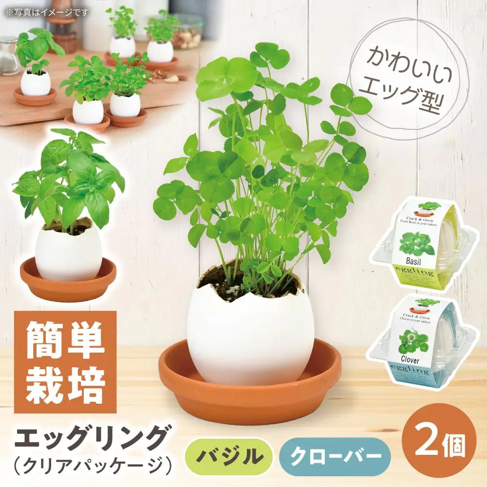 エッグリング クリアパッケージ 2個（バジル、クローバー） / 栽培キット 園芸 ハーブ / 瀬戸市 / 聖新陶芸[BBEK003]