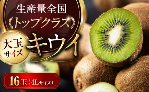 キウイフルーツ【先行予約】【2026年2月中旬から順次発送】 キウイ フルーツ 大玉 16 玉 （ 赤秀 4L サイズ ） 愛媛県大洲市/愛媛たいき農業協同組合[AGAO002] キウイ 果物 くだもの フルーツ スイーツ デザート スムージー ヨーグルト アイス トッピング お菓子作り アレンジ 愛媛県産 大洲市産 産地直送 おすすめ 人気 お取り寄せ 送料無料 贈答 ギフト
