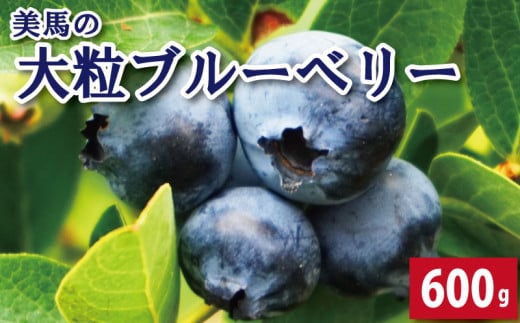 ブルーベリー 大粒 600g 100g × 6パック 2026年6月から7月末まで発送 果物 フルーツ デザート 旬 新鮮 季節 夏 人気 ケーキ おすすめ ギフト プレゼント 贈答 贈り物 家庭用 期間限定 送料無料 美馬 徳島