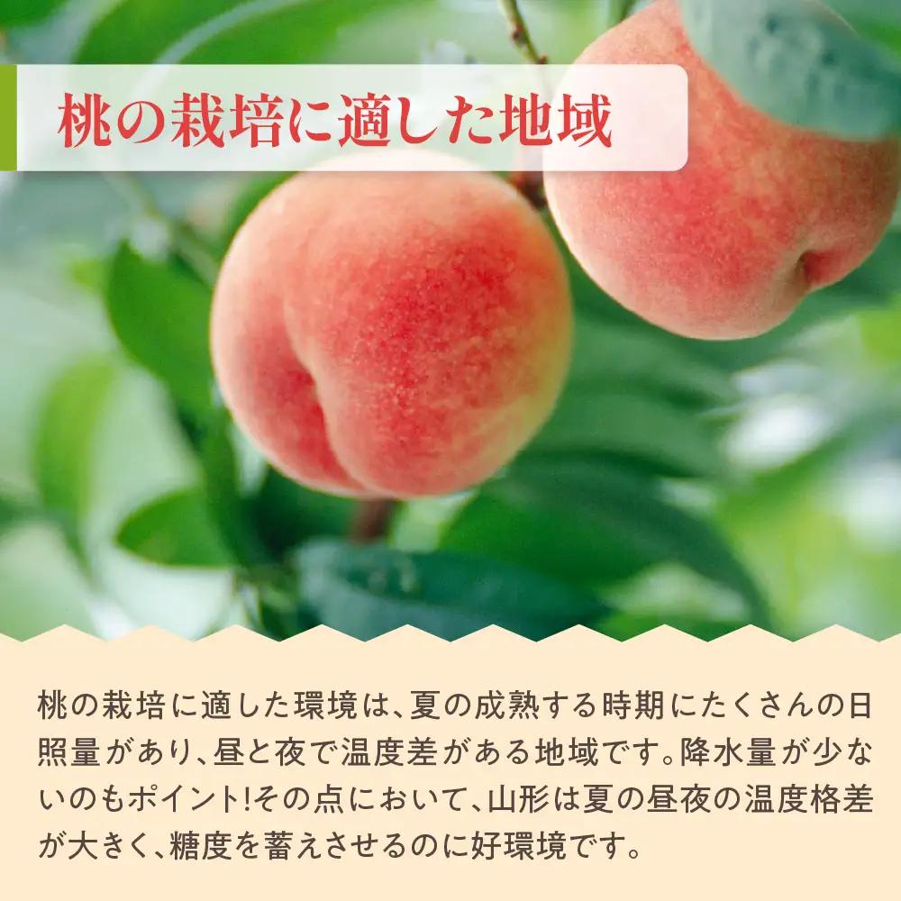 先行予約 数量限定 令和8年産 もも 約2kg 品種 おまかせ 桃