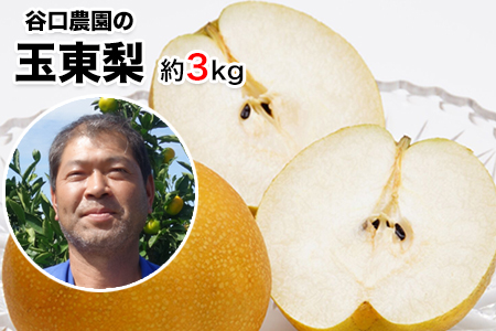 梨 玉東梨 約3kg 谷口農園 熊本 梨
