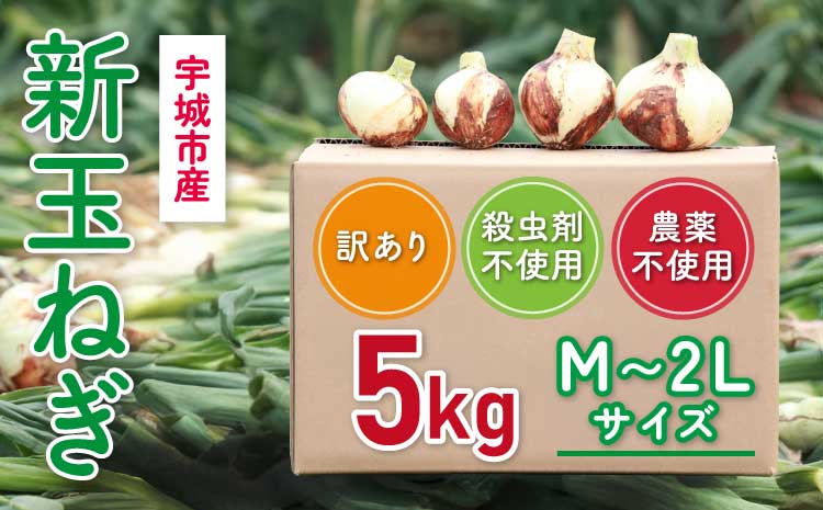 新玉ねぎ 約5kg 訳あり【2026年2月中旬～3月上旬発送】 玉ねぎ たまねぎ 国産 野菜 春野菜 無農薬 サイズ混合 産地直送 産直 数量限定 季節限定 木戸口菜園