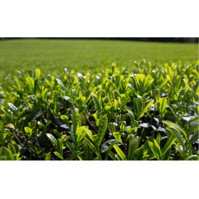 ふるさと納税 臼杵市 さっぱりとした爽やかな喉ごしの有機緑茶♪高橋製茶の「みのりの茶」ギフトセットA　有機JAS認証 |  | 02