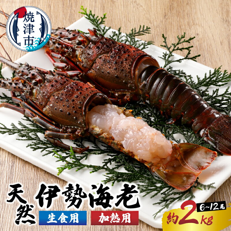 【ふるさと納税】 伊勢海老 冷凍 焼津 刺身用 焼物用 伊勢海老三昧 セットC 約2kg （6～12匹） b100-035