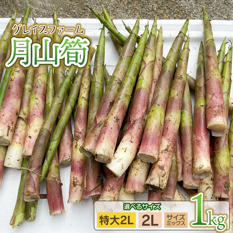 【ふるさと納税】【令和8年産先行予約】月山筍 1kg　サイズお選びください［特大サイズ(2L以上)・2Lサイズ・サイズミックス］ 山形県鶴岡産　グレイスファーム