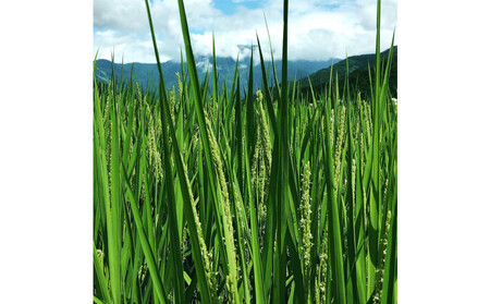 [令和7年産新米]新潟県認証特別栽培米＜定期便＞南魚沼産こしひかり5kgx12回（月1回）