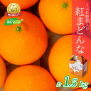 【ふるさと納税】 【先行予約】 青秀 紅まどんな 約1.5kg (5～8玉入り) ミニ化粧箱入り 2024年12月15日まで受付 JAえひめ中央 ミニ 化粧箱入 愛媛 みかん 高級柑橘 人気 おすすめ 愛媛県 松山市