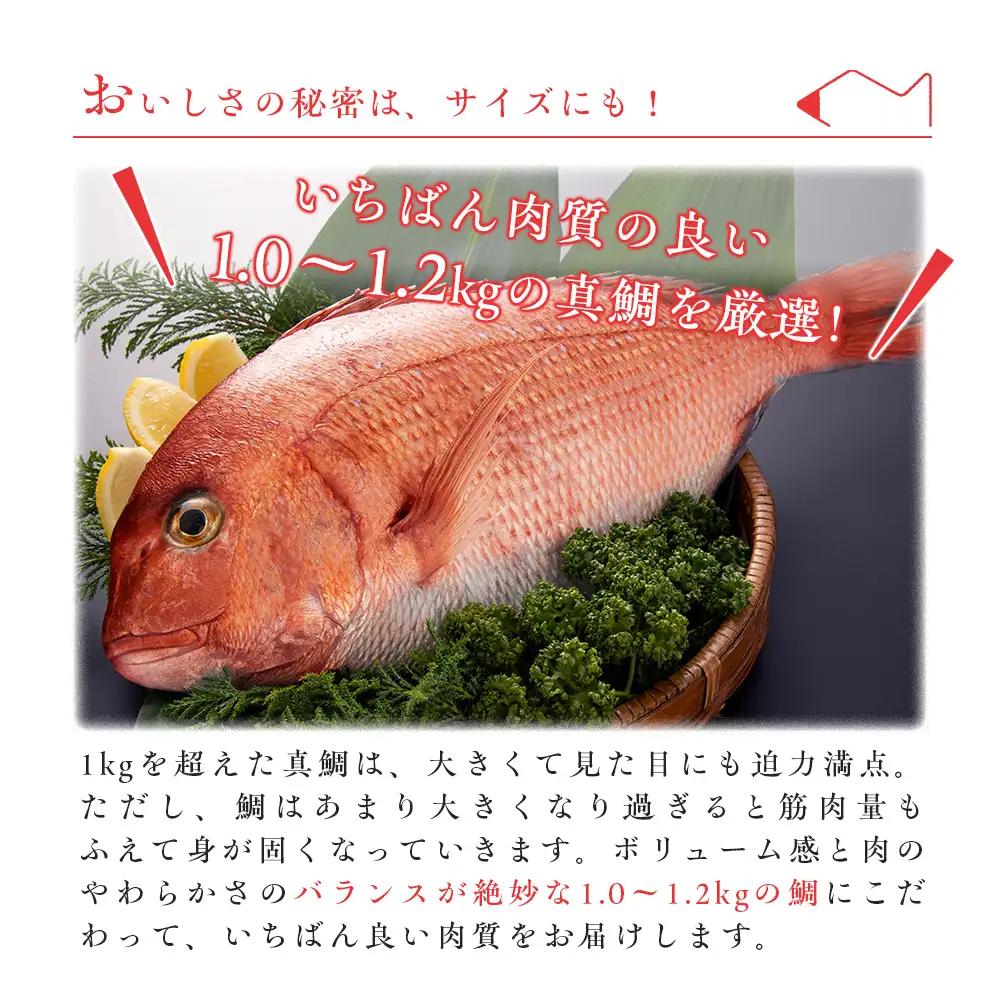 （冷蔵）【２尾】ジュワっと旨み溢れるブランド真鯛 スキンレス 皮あり ／ はさま あなたに逢い鯛。 鯛 真鯛 刺身 しゃぶしゃぶ 鯛めし 三重県 南伊勢町 伊勢志摩