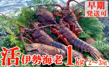 活伊勢海老 約1kg(2～3尾)【 イセエビ 伊勢海老 】