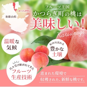 和歌山 桃 モモ フルーツ もも 白桃 果物 くだもの / 【先行予約】【厳選】あふれる果汁で口いっぱい！ 和歌山県産 桃 約2kg（6個~9個） 2024年6月中旬～2024年8月中旬頃に順次発送予