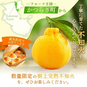 【限定】 不知火 樹上完熟 約2kg （5～6個入）【2026年2月下旬頃～4月中旬頃まで発送】【KG6】【kgr024】 