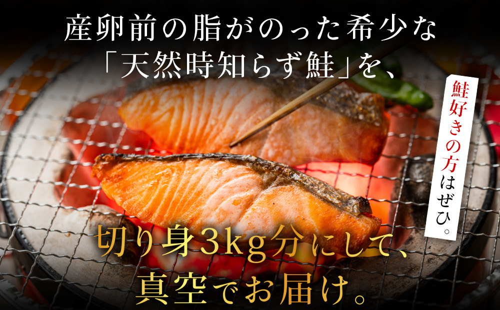 『希少・天然』時知らず鮭3kg前後_ 時知らず 鮭 3kg