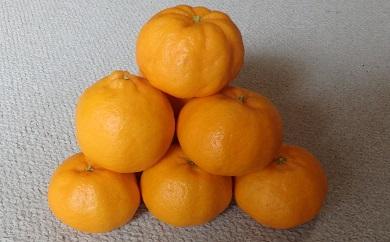 （先行予約・限定3０セット・１月～２月発送）ポンカン（8kg）【静岡県 伊豆市 果物 柑橘類 】010-004