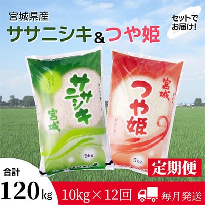 2024年2月発送開始『定期便』食べ比べセット(ササニシキ・つや姫 精米 各5kg)全12回【5146791】