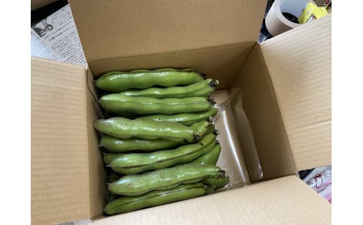 ５月発【  え？関東圏限定　当日出荷当日到着　なの？】”みずみずしい”プレミアム そら豆（約2000g）from 名水の里 神奈川県秦野市　　人数目安：２～４名　　　　そら豆 そらまめ ソラマメ 野菜 農作物 産地直送 農家直送　おつまみ　おやつ　ゴールデンウィーク　大谷　小谷　 　012-28