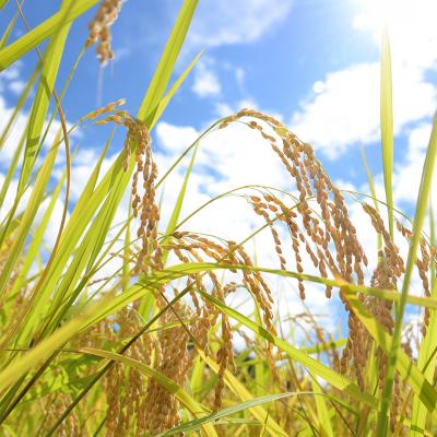 ふるさと納税 三条市 新米 新潟県特別栽培米 コシヒカリ5kg 玄米「島米(しまんこめ)」令和7年産 【015S197】 |  | 01