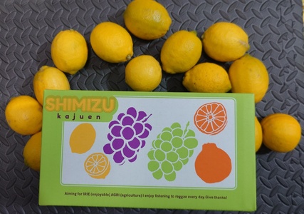 先行受付 ユーレカ レモン 約2kg（20玉前後）国産レモン 宇城市産レモン 熊本県産レモン グリーンレモン 黄色レモン