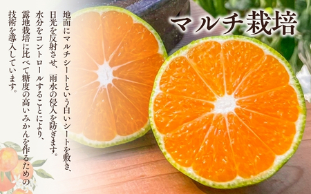 【先行予約】 マルチ栽培 紀宝町産 温州みかん 約3kg サイズおまかせ / 数量限定 みかん ミカン 蜜柑 温州みかん フルーツ 果物 くだもの 柑橘 予約 産地直送 農家直送【mkt001】