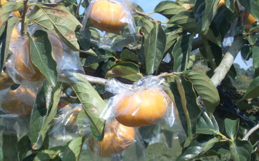 【希少】紀の川柿約1.8～2kg（種無し）秀選品　※2025年10月中旬～2025年11月中旬頃に順次発送 【tec405B】