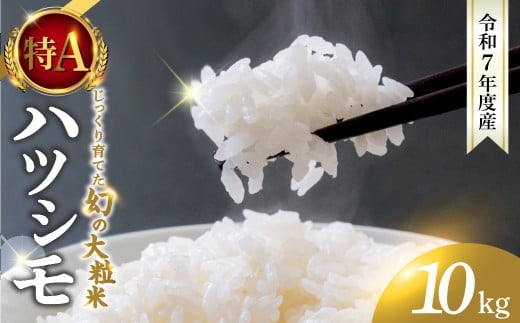新米≪令和7年度産≫ お米 ハツシモ 10kg 〜水の都大垣の豊富な湧き水で育ったお米 〜 新米 ごはん 白米 精米 人気 美味しい 美濃 西濃 初霜 コシヒカリ の先輩 東の ササニシキ 西の ハツシモ DIB 岐阜県 大垣市
