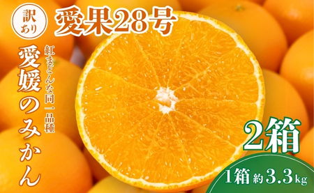 【2026年先行予約】 愛果28号 約3.3kg×2箱 ご家庭用 みかん 紅まどんなと同品種 柑橘 愛媛 【2026年11月下旬から順次発送予定】 数量限定 人気 伊予市｜C139